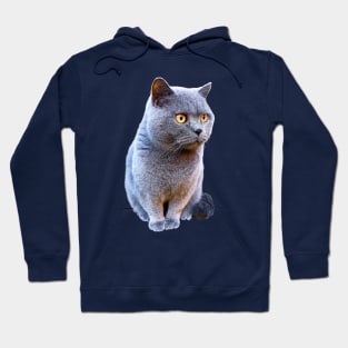 British Shorthair Cat Blue Hoodie